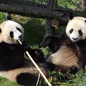 Giant panda (Ailuropoda melanoleuca)