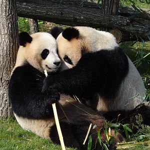 Giant panda (Ailuropoda melanoleuca)