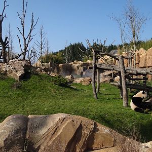 One of the two giant pandas exhibit