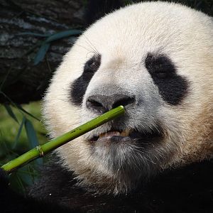 Giant panda (Ailuropoda melanoleuca)