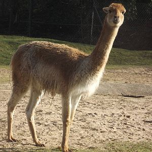 Vicuna at Blackpool Zoo 25/03/12