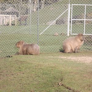 Capybaras at Blackpool Zoo 25/03/12