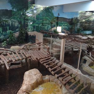 Giant pandas indoor exhibit