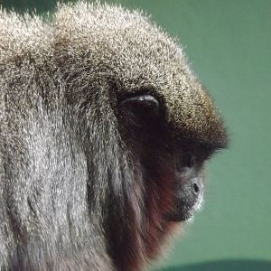 Red Titi Monkey at Blackpool Zoo 25/03/12