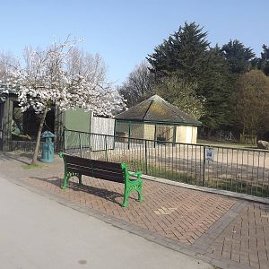 Giant Anteater exhibit at Blackpool Zoo 25/03/12