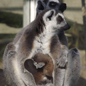 Ring Tailed Lemur and Babies at Blackpool Zoo 25/03/12