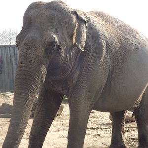 Indian Elephant at Blackpool Zoo 25/03/12