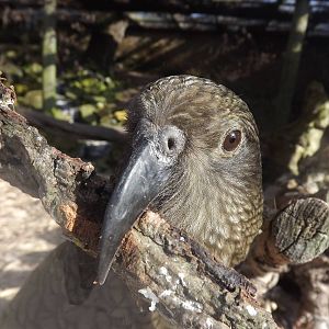 Kea at Blackpool Zoo 25/03/12