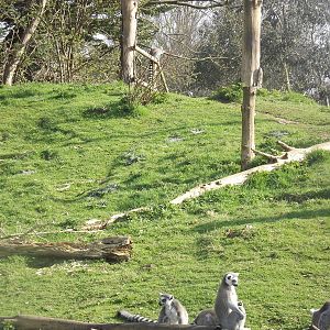 Lemur Wood at Blackpool Zoo 25/03/12