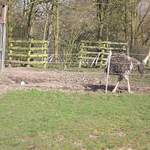 Ostrich at Blackpool Zoo 25/03/12