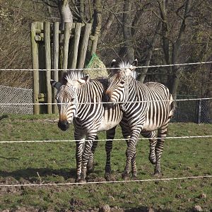 Hartmann's Mountain Zebras at Blackpool Zoo 25/03/12