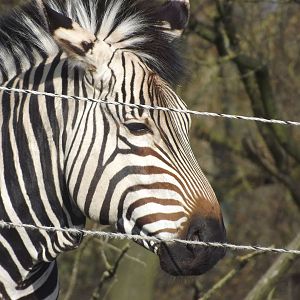 Hartmann's Mountain Zebra at Blackpool Zoo 25/03/12