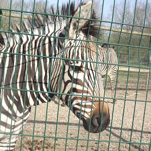 Hartmann's Mountain Zebra at Blackpool Zoo 25/03/12