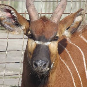Eastern Bongo at Blackpool Zoo 25/03/12