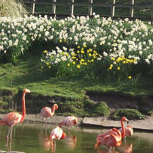 American Flamingos at Blackpool Zoo 25/03/12