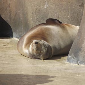 Californian Sea Lion at Blackpool Zoo 25/03/12