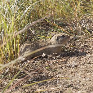 European souslik