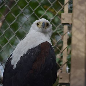African Fish Eagle