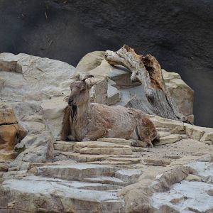 Tadjik Markhor