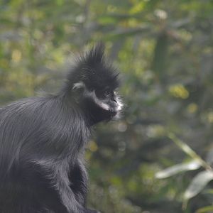 Francois' Langur