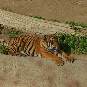 Sumatran Tiger Cub