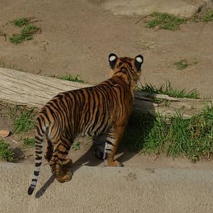 Sumatran Tiger Cub