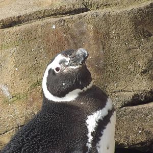 Magellanic penguin at Blackpool Zoo 25/03/12