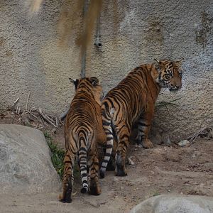 Sumatran Tiger Cubs