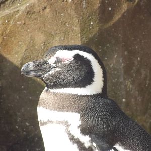 Magellanic penguin at Blackpool Zoo 25/03/12