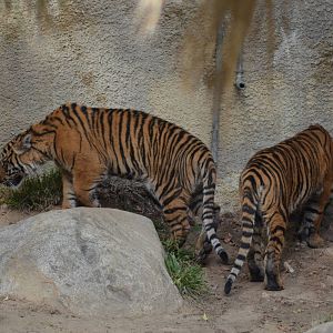 Sumatran Tiger Cubs