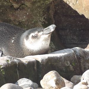 Magellanic penguin at Blackpool Zoo 25/03/12