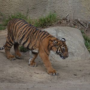 Sumatran Tiger Cub
