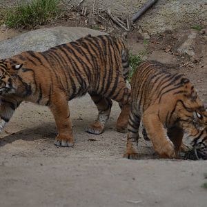 Sumatran Tiger Cubs