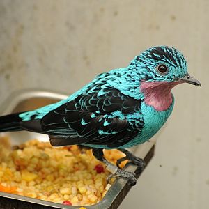 Spangled cotinga