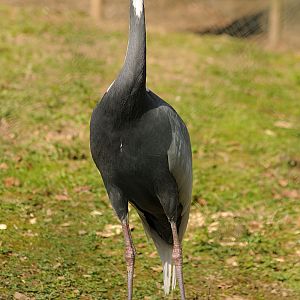White-naped crane