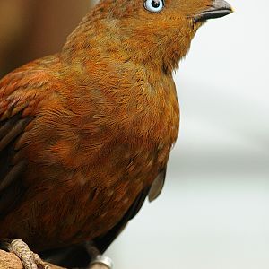 Andean cock-of-the-rock female