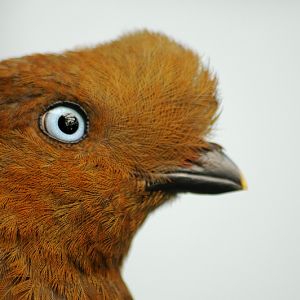 Andean cock-of-the-rock female