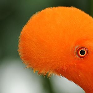 Andean cock-of-the-rock male