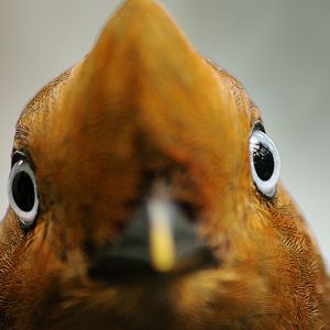 Andean cock-of-the-rock female