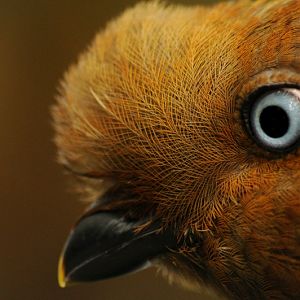Andean cock-of-the-rock female