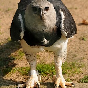 Harpy Eagle