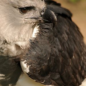 Harpy Eagle