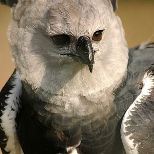 Harpy Eagle