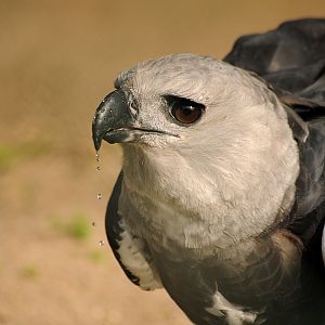 Harpy Eagle