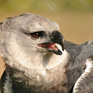 Harpy Eagle
