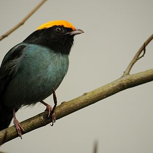 Blue manakin