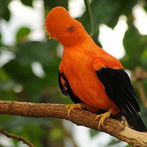 Andean Cock-of-the-rock male