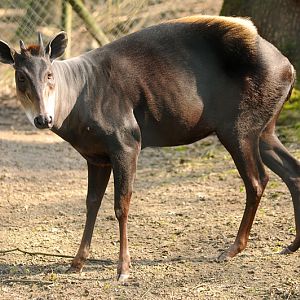 Yellow-backed duiker