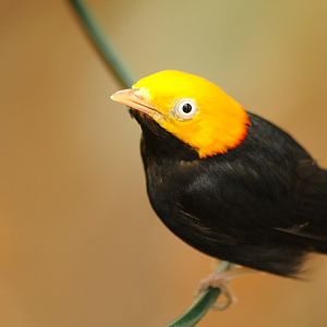 Golden-headed manakin