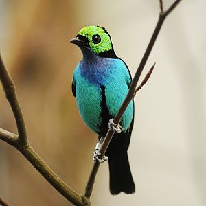 Paradise tanager